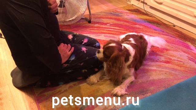 Кавалер спаниель Рафаэль и его хозяин Александр знакомятся с лакомствами ПЭТСменю petsmenu.ru смотреть онлайн