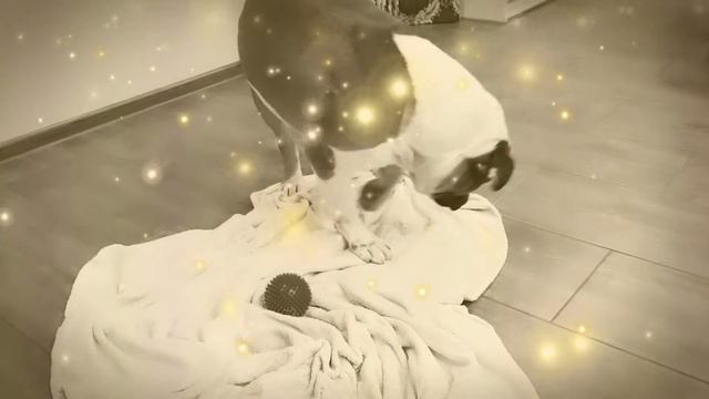 Американский бульдог Жора. Ленивые развлечения с мячиком. смотреть онлайн