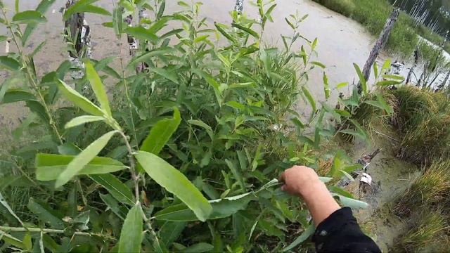 Спаси бобра, биотехнические работы на водоеме смотреть онлайн