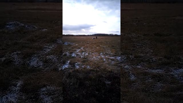 Мотобуксировщик МУЖИК МИНИ 1250 мм, первые покатушки часть 1 смотреть онлайн