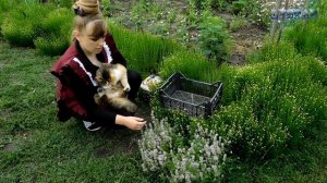 Собираем урожай чабреца тимьяна. Уход выращивание посев посадка тимьяна чабреца