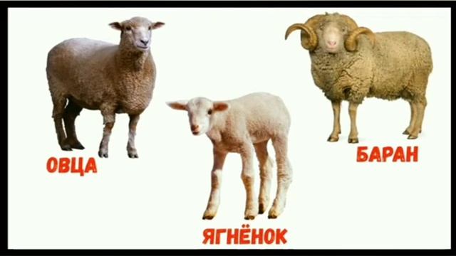 1 класс. Урок естествознание. Какие бывают животные. смотреть онлайн