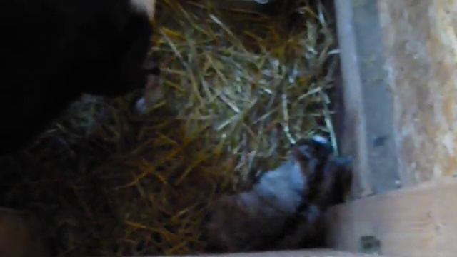 Подарок в козлятнике 25 05 2019