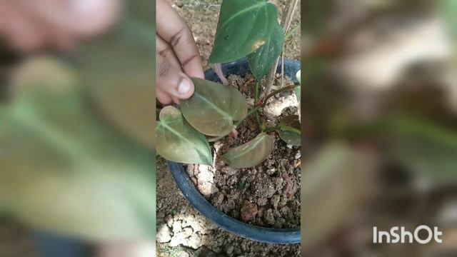Varieties of pothos |Garden Guru смотреть онлайн
