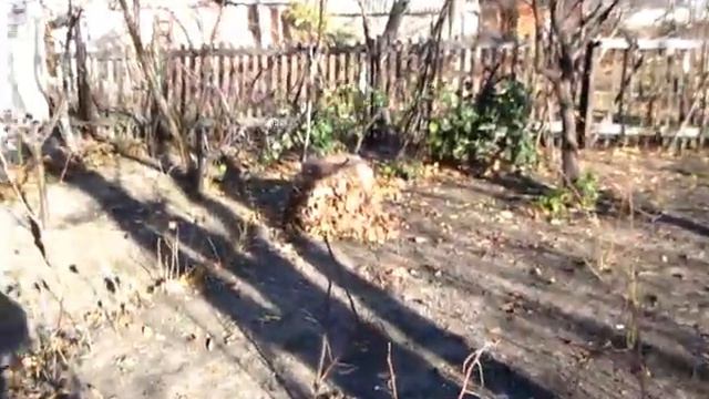 ХУРМА из КОСТОЧЕК молодые деревца укрыл на зиму смотреть онлайн