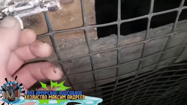 Как я кормлю Курей, Коз для их хорошей продуктивности в Новом году! смотреть онлайн