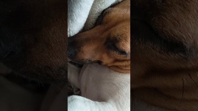 Дуся_почивает