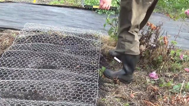Planting lisianthus for the first time