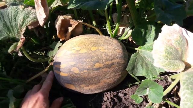 Поздний Урожай свекла, тыква, помидоры. смотреть онлайн