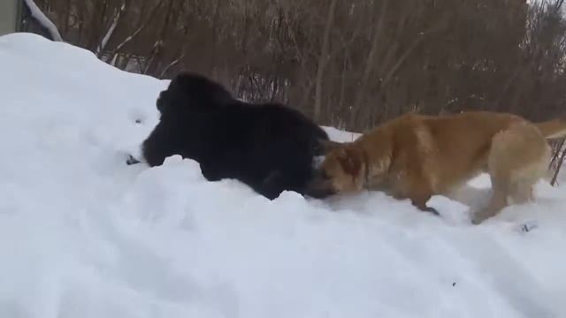 собака лает, караван идет смотреть онлайн