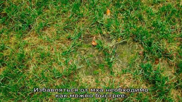 Мох на газоне: как избавиться