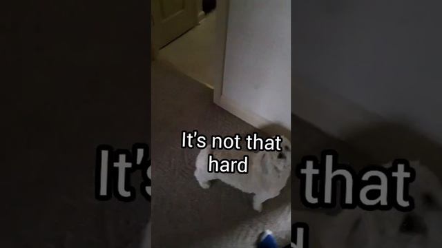 Hide 'n' Go Fetch смотреть онлайн