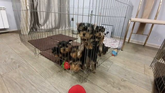 Питомник йорков! Щенки йорка! смотреть онлайн