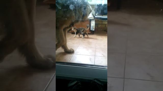 Наши животные играют смотреть онлайн