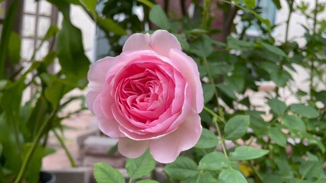 David Austin Rose Ancient Mariner