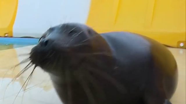 крошка Крошик смотреть онлайн