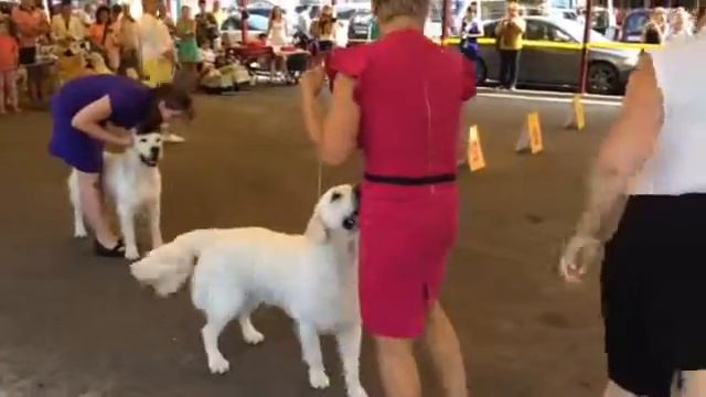 31/07/2016,г.Курск,CACIB,Мартин,класс юниоров,кобелей. смотреть онлайн