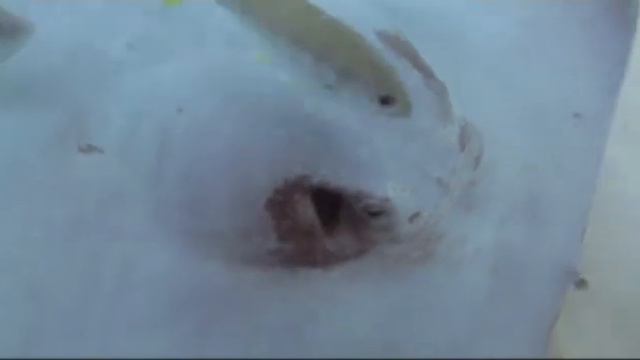 ПОЗИТИВЧИК НА ПЕРЕРЫВЧИК. «На морском пастбище». От ведущей на свадьбу в Москве Светланы Светлой смотреть онлайн