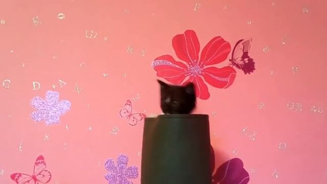 ? Котята в сапоге//Сколько котят поместится в один сапог? Кто первый сосчитает?:) смотреть онлайн