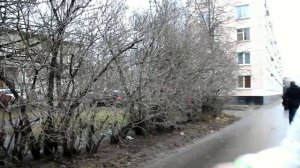 СтопХамСПб - Воздушный поцелуй