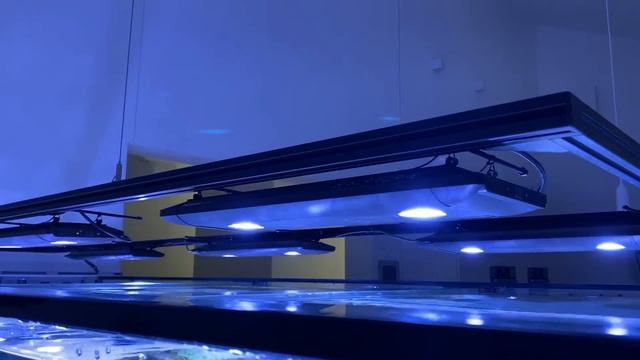 GERMAN REEF TANKS - 4000 Liter / 890 gallon exclusive reef tank tour #meerwasseraquarium #aquarium смотреть онлайн