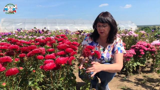 АСТРЫ смотреть онлайн