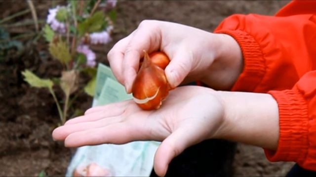 Осенняя посадка тюльпанов смотреть онлайн