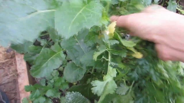 Что можно вырастить в теплице в декабре? смотреть онлайн