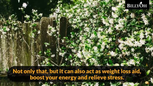 7 Plants that Help Relieve Stress - Awesome Gardening Hacks Great For Your Well-being смотреть онлайн