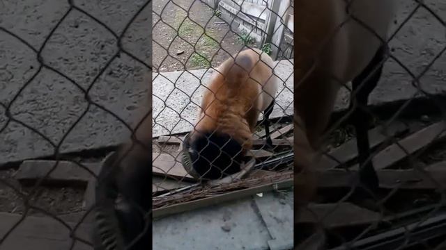 зоопарк,zoo смотреть онлайн