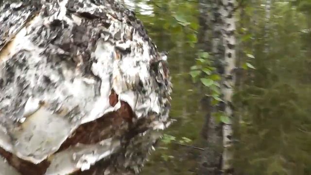 Обзор.Берёзовый сувель материал для рукоятки ножа. смотреть онлайн