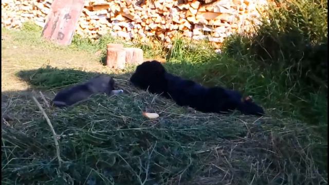 Бернский зенненхунд и кавказская овчарка | Bernese Mountain Dog and Caucasian Shepherd Dog смотреть онлайн