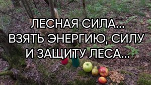 ЛЕСНАЯ СИЛА...ДЛЯ ВСЕХ...