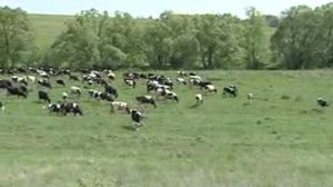 Может ли фермер конкурировать с крупными сельхозпредприятиями? Какова роль фермера на селе сегодня?