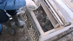 Перепела несутся зимой как летом