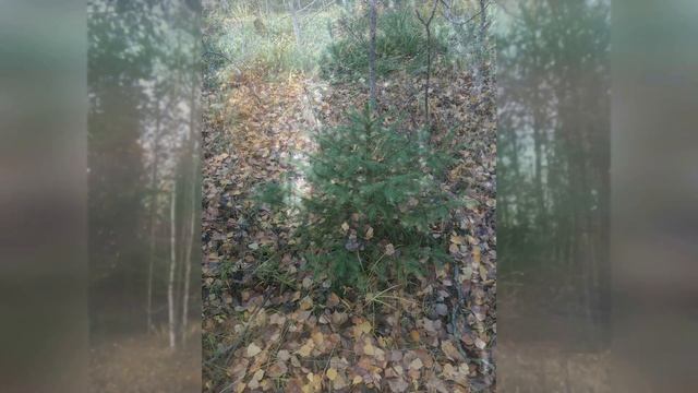 Стихотворение Бориса Барышникова "Поздняя осень" смотреть онлайн