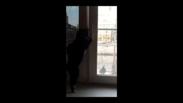 Адольф Трифонович Грейка и яма голубей 2 смотреть онлайн