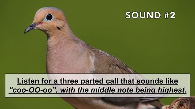Mourning Dove Calls And Sounds (2024) - The THREE Noises These Birds Make!