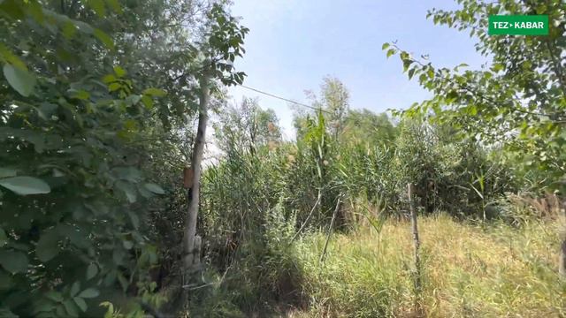 2 гектар БАК сатылат ~ 1 гектар кокон гилас, 70 сотик алма, 30 сотик шабдалы ~ Мөмөгө кирген ~ ЗАРЫ смотреть онлайн