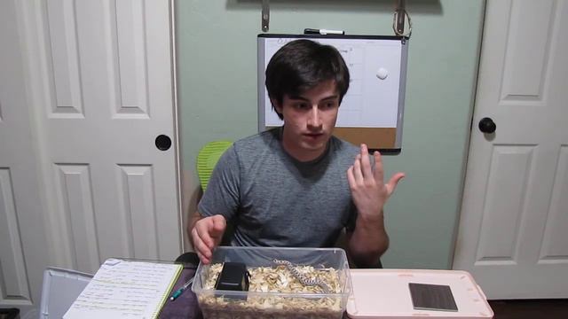 New Snake (Super Arctic) Overview! смотреть онлайн