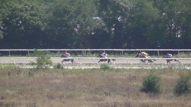 31.07.2022 - Приз в честь Праздника арабского коннозаводства - Капель Максимус смотреть онлайн