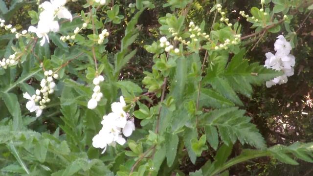 Exochorda - 'The Bride' ~ Flowering смотреть онлайн
