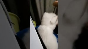 Уход за шерстью Японского шпица