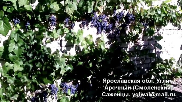 Виноград ИФАП-5 (Смол Арочный) смотреть онлайн