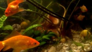 Аквариум. Золотые Рыбки и другие.