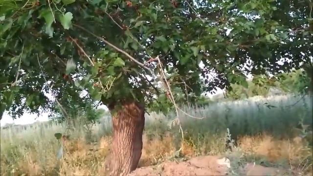 Дома не сидится ! Еду собирать шелковицу ! смотреть онлайн