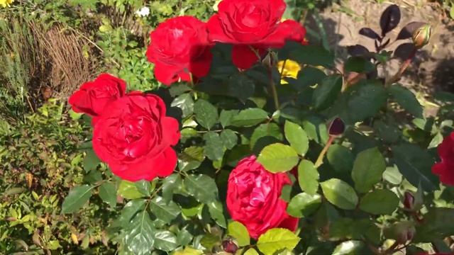 Роза доктор МАССАД смотреть онлайн