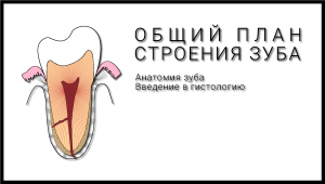 Общий план строения зуба. Общая анатомия зуба. Введение в гистологию.