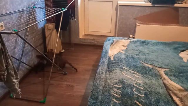 Мейнкун играет с Бенгальской. Наши Ника и Клео. смотреть онлайн