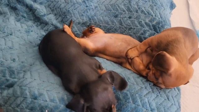 Puppies playfighting & feeding | 6 week old mini dachshunds смотреть онлайн